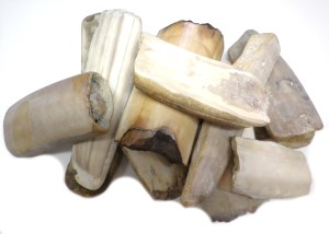 Fossilised Walrus Ivory