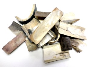Fossilised Mammoth Ivory