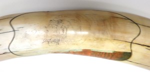 Tiger In Water Scrimshaw After 20 Hours Close Up