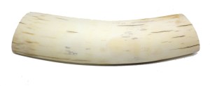 Sanded Mammoth Ivory for Tuna Scrimshaw