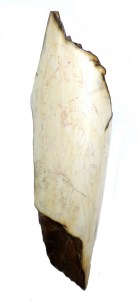 Parrot Scrimshaw With Rough Outline