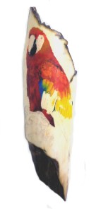 Parrot Scrimshaw With Body and Part of the Wing Done