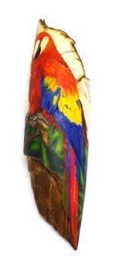Parrot Scrimshaw With Bottom Area of Background Added