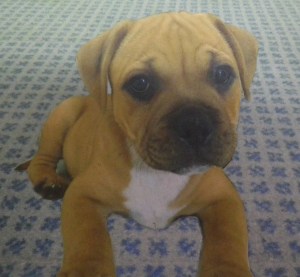 Amber Superimposed on Photo