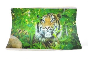 Ivory With Picture Attached