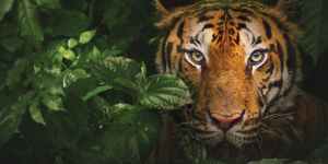 In the Dark Original Image