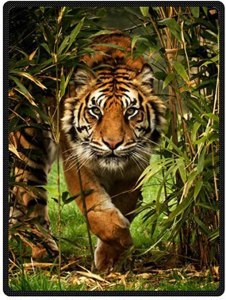 Stalker Tiger Original Image