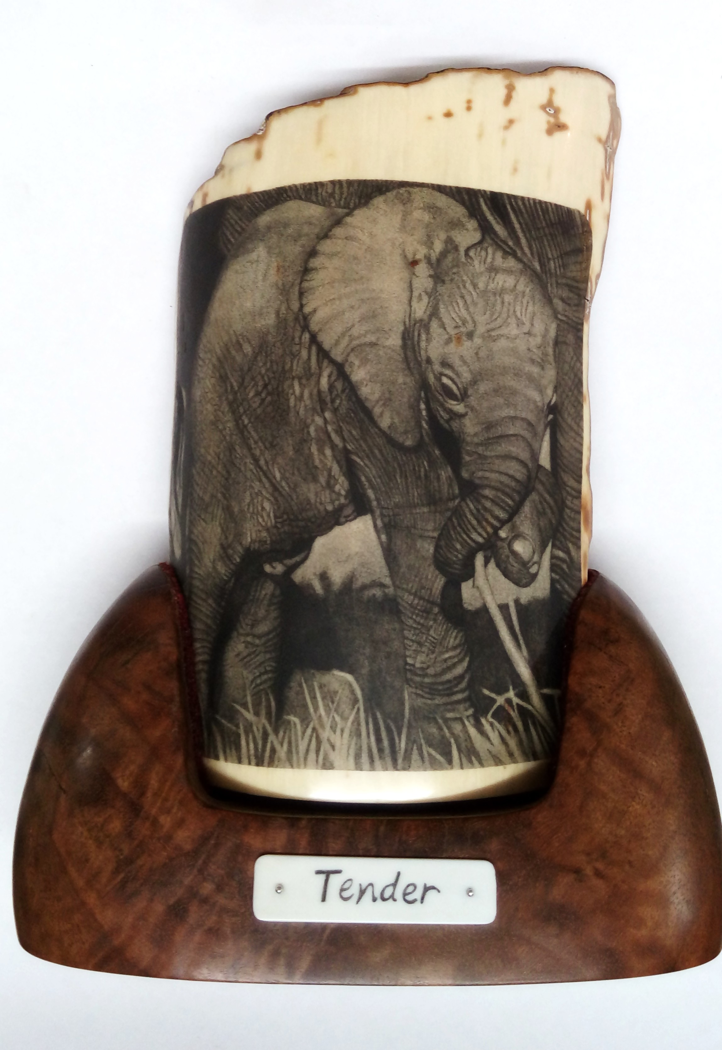 "Tender" Elephant Scrimshaw Finished
