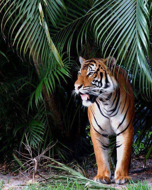 Alert Tiger