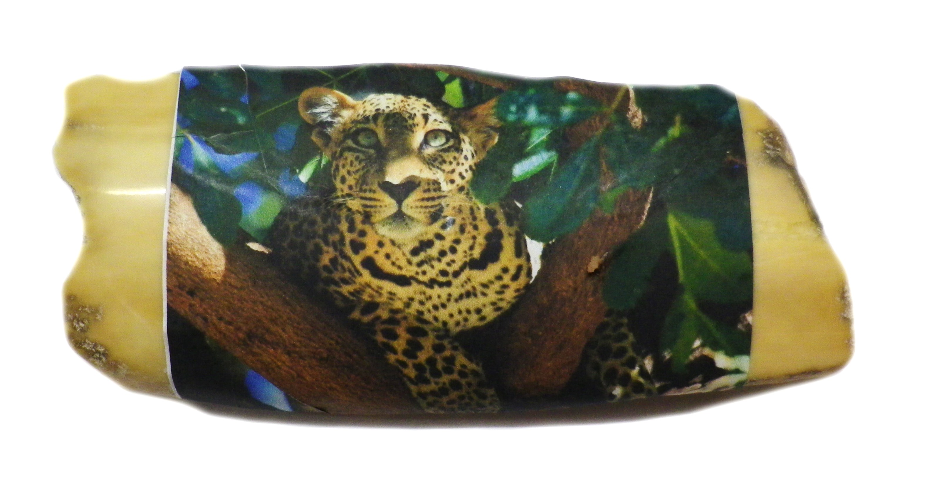 Ivory With Image Attached