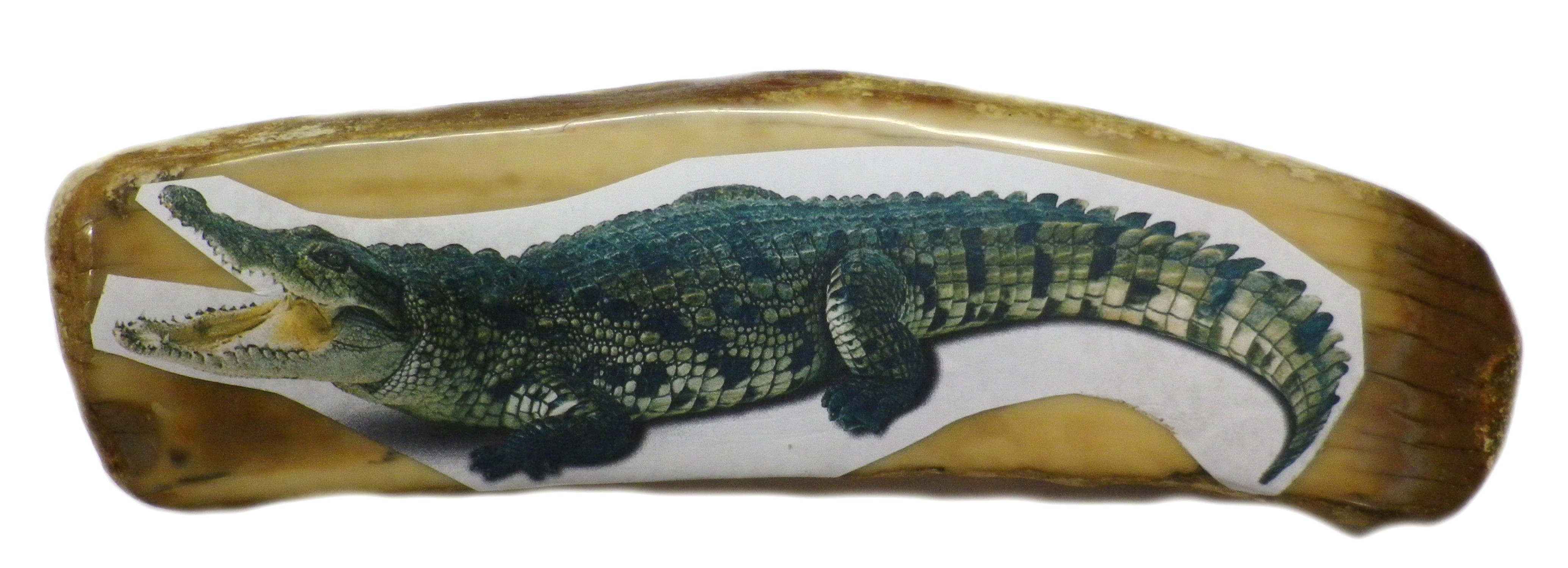 Ivory With Image Attached