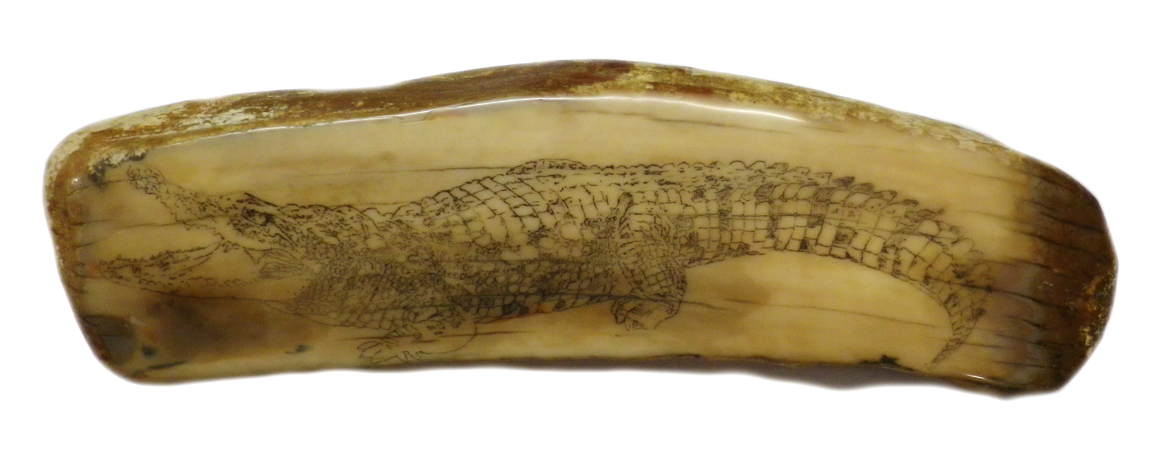 Ivory With Outline Etched