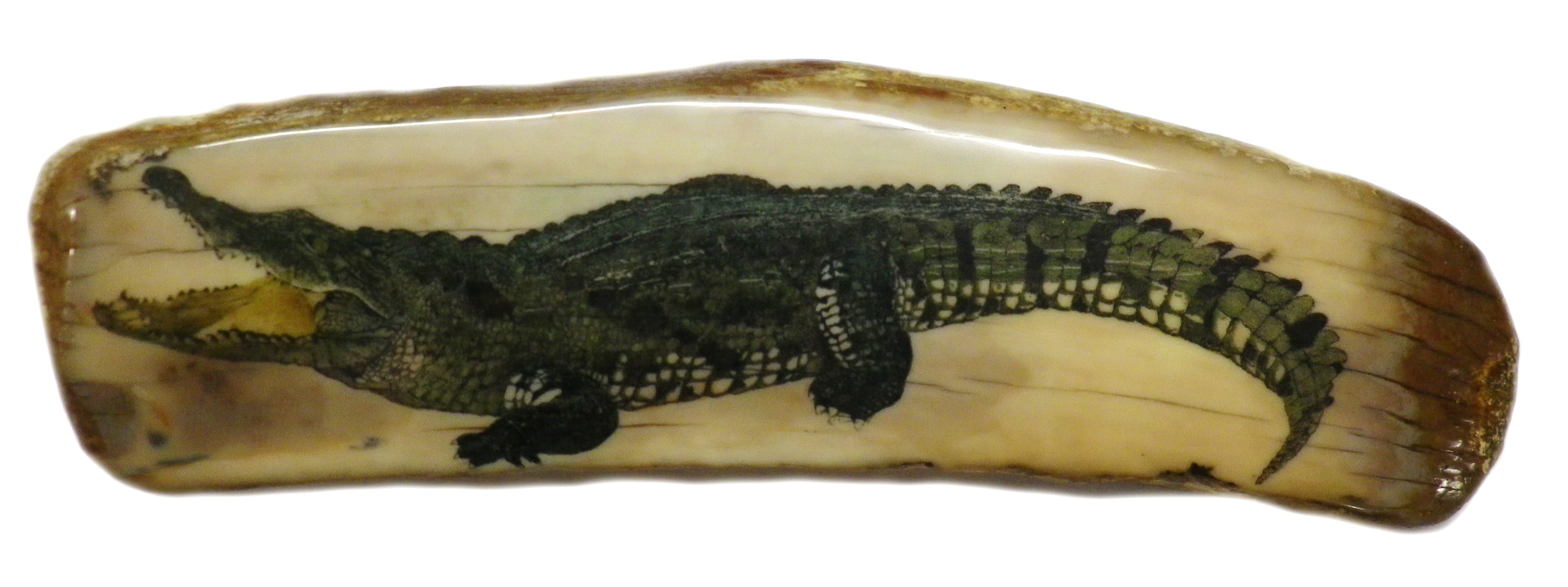 Crocodile Finished
