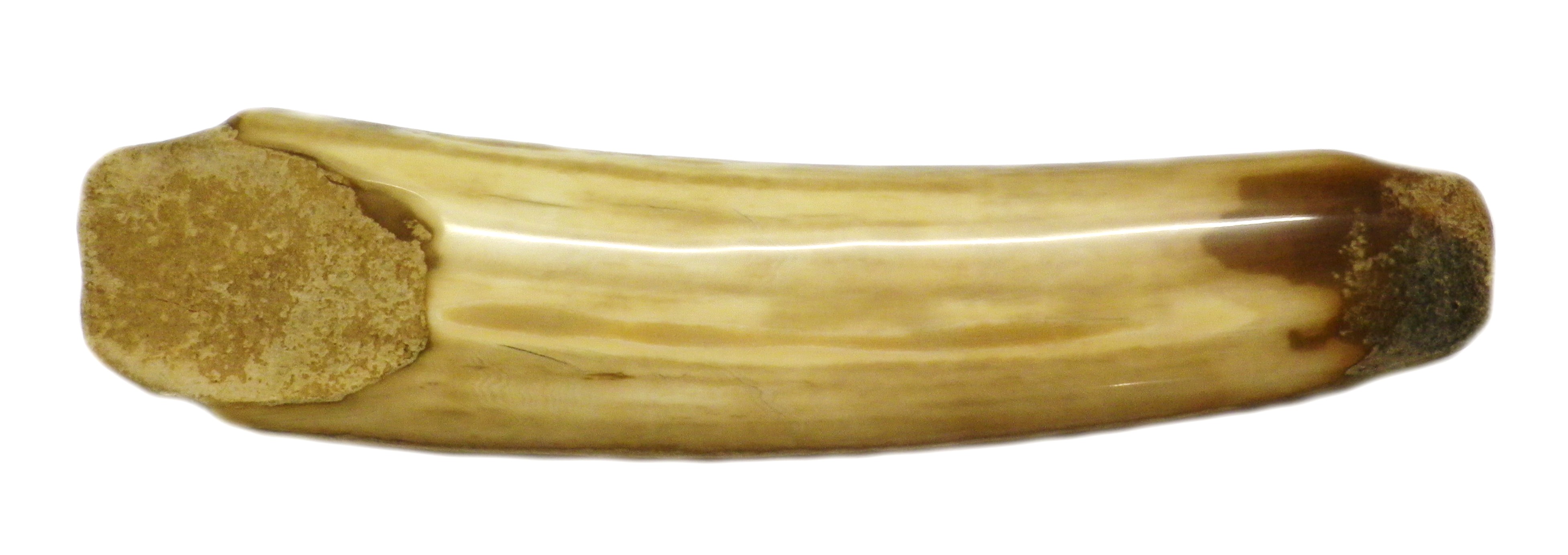 Polished Ivory