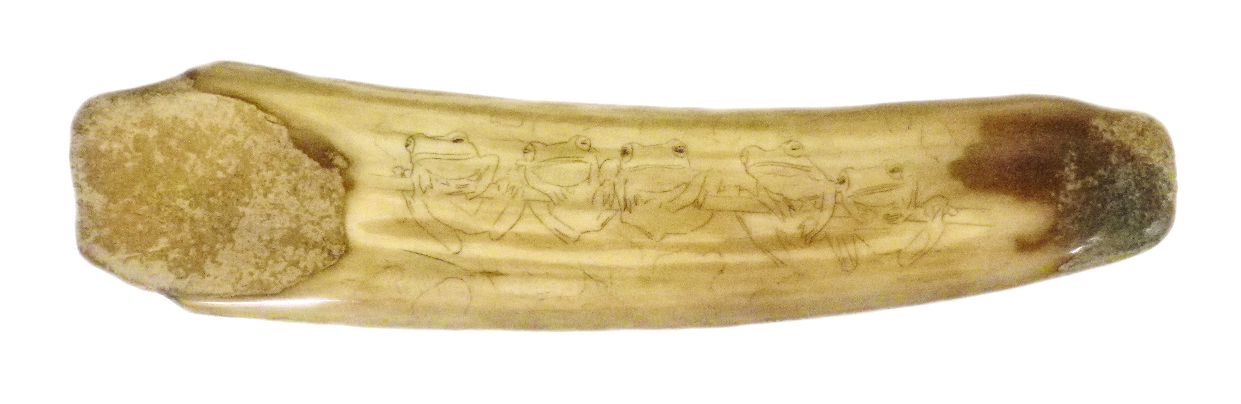 Ivory With Outline Cut