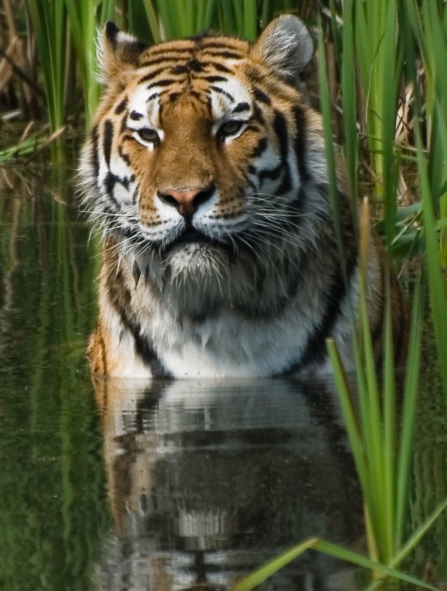 Cooling Off Tiger Original Image