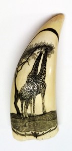 Giraffes Scrimshaw