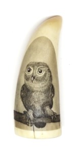 Hoot Scrimshaw