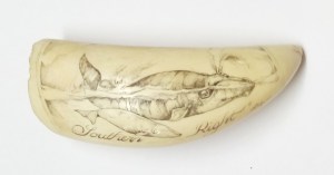 Right Whale Scrimshaw