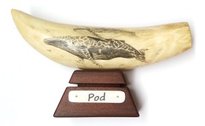 Pod Finished Scrimshaw