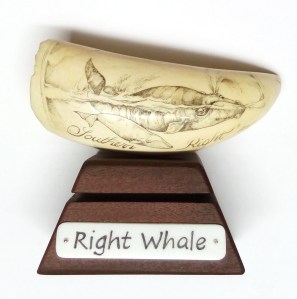 Right Whale